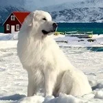 Link to Nordic Naturals Pet Supplements Website