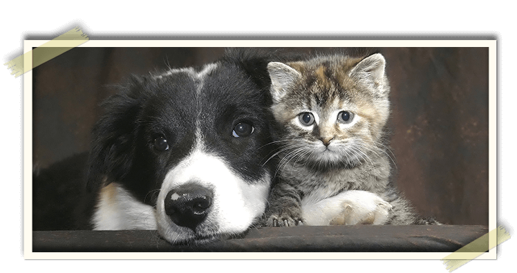 Dog and kitten resting together