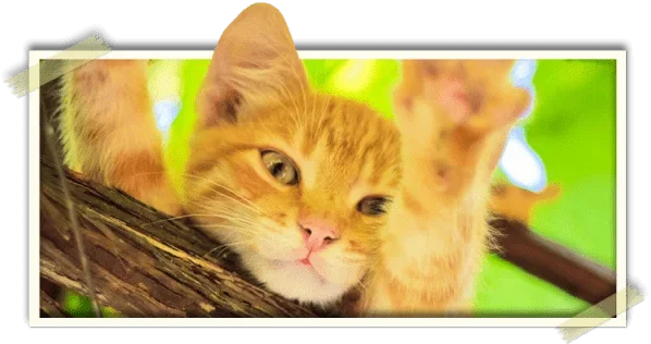 A kitten resting in a tree